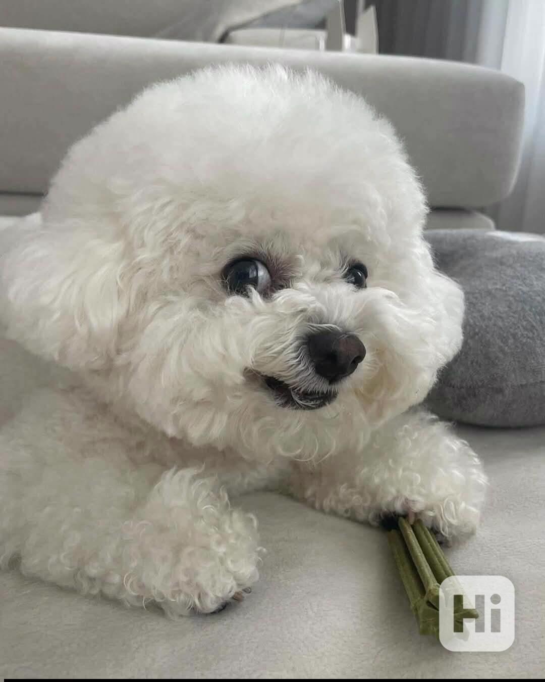 k dispozici bišonek - foto 1