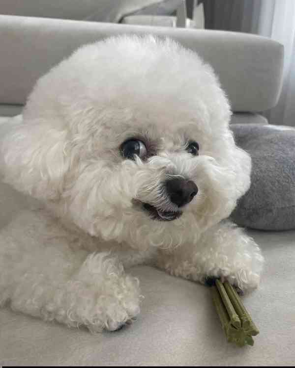 k dispozici bišonek - foto 1