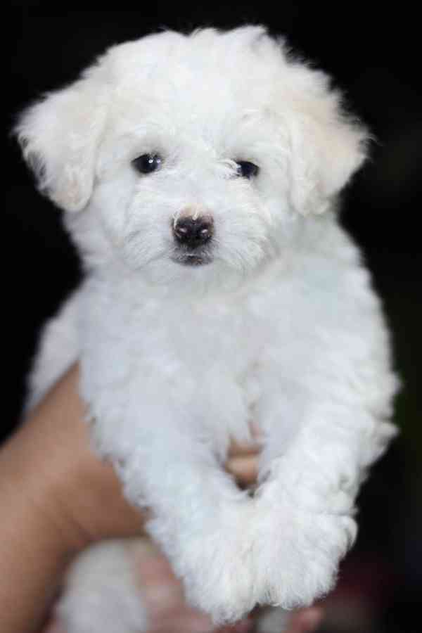 k dispozici bišonek - foto 4