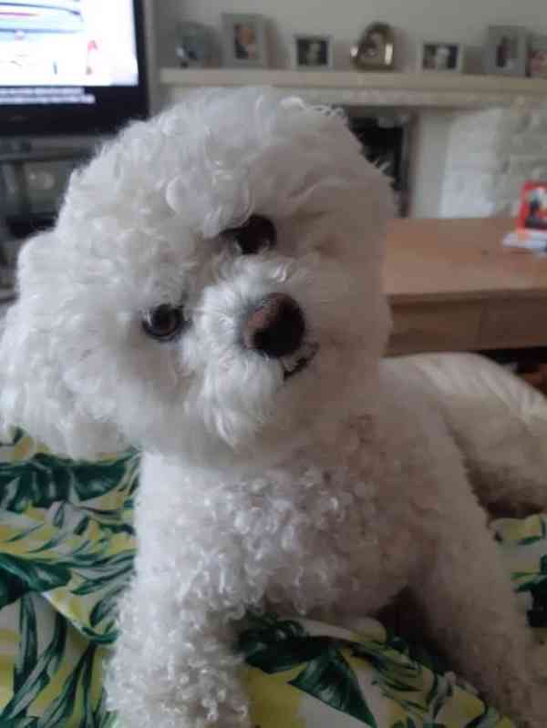 k dispozici bišonek - foto 3