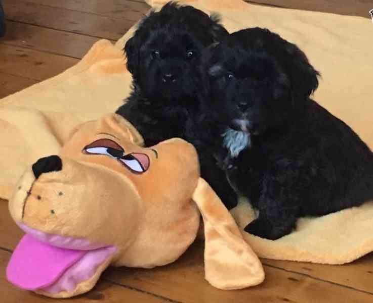 Štěňata Willyho Manjundy Shihpoo. - foto 1