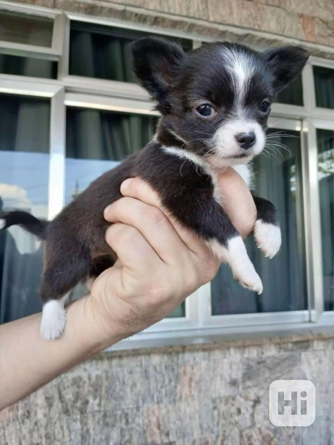 Registrovaná čivava štěňata - foto 1