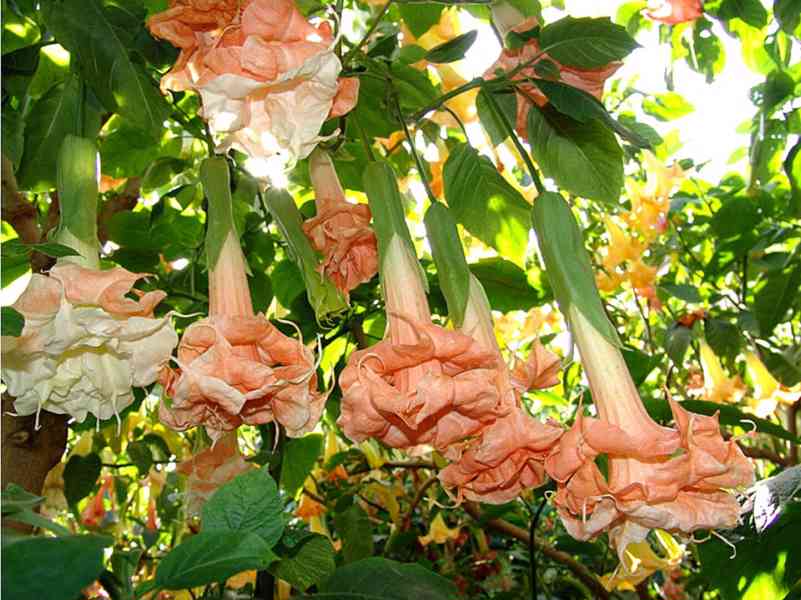 řízek Brugmansia Angels Flight - Andělská trumpeta - foto 1