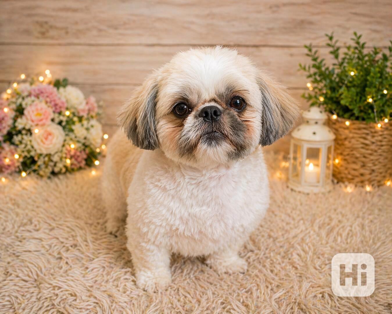 Roztomilá štěňátka shih-tzu hledají nový domov  - foto 1