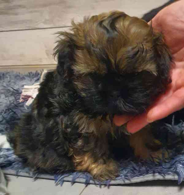 Roztomilá štěňátka shih-tzu hledají nový domov  - foto 6
