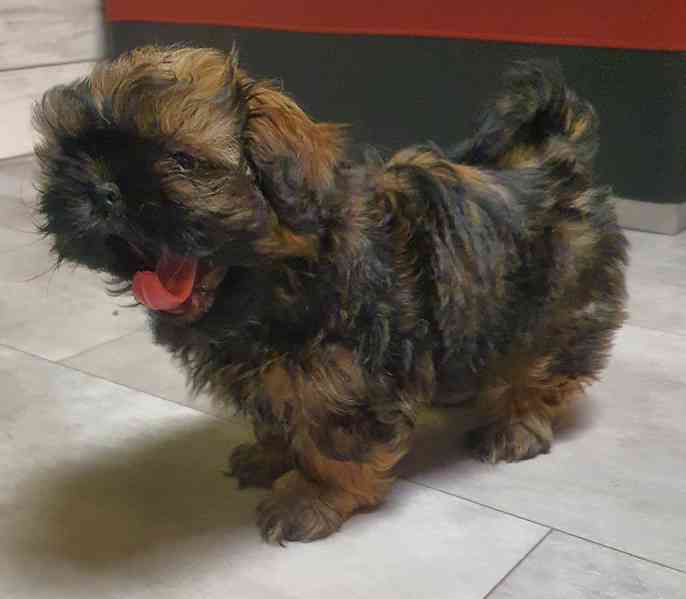 Roztomilá štěňátka shih-tzu hledají nový domov  - foto 8