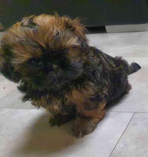 Roztomilá štěňátka shih-tzu hledají nový domov  - foto 10