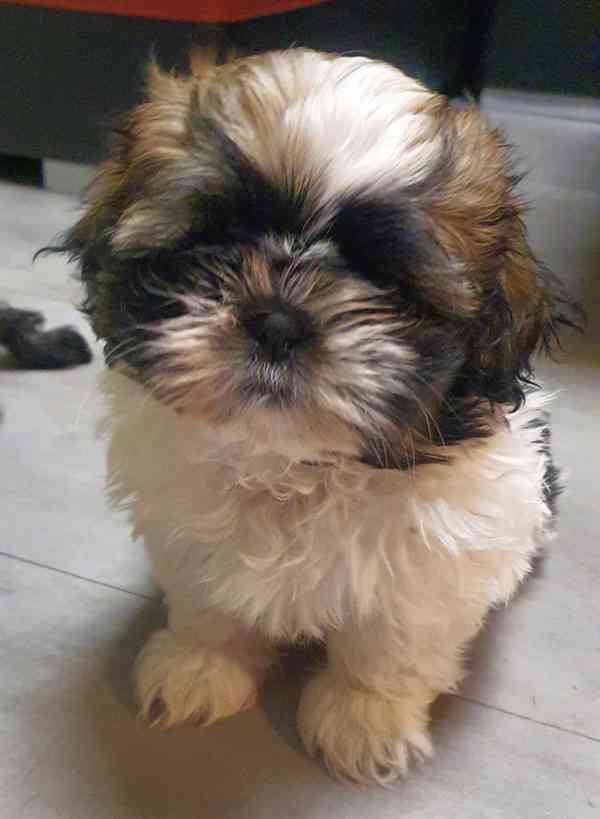 Roztomilá štěňátka shih-tzu hledají nový domov  - foto 9