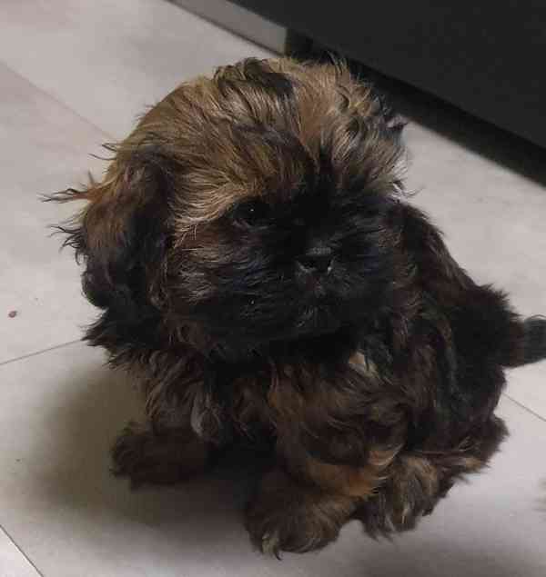 Roztomilá štěňátka shih-tzu hledají nový domov  - foto 15