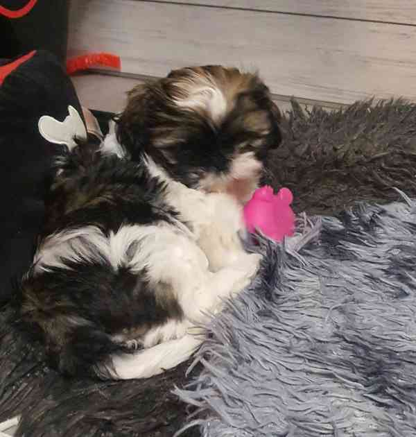 Roztomilá štěňátka shih-tzu hledají nový domov  - foto 12