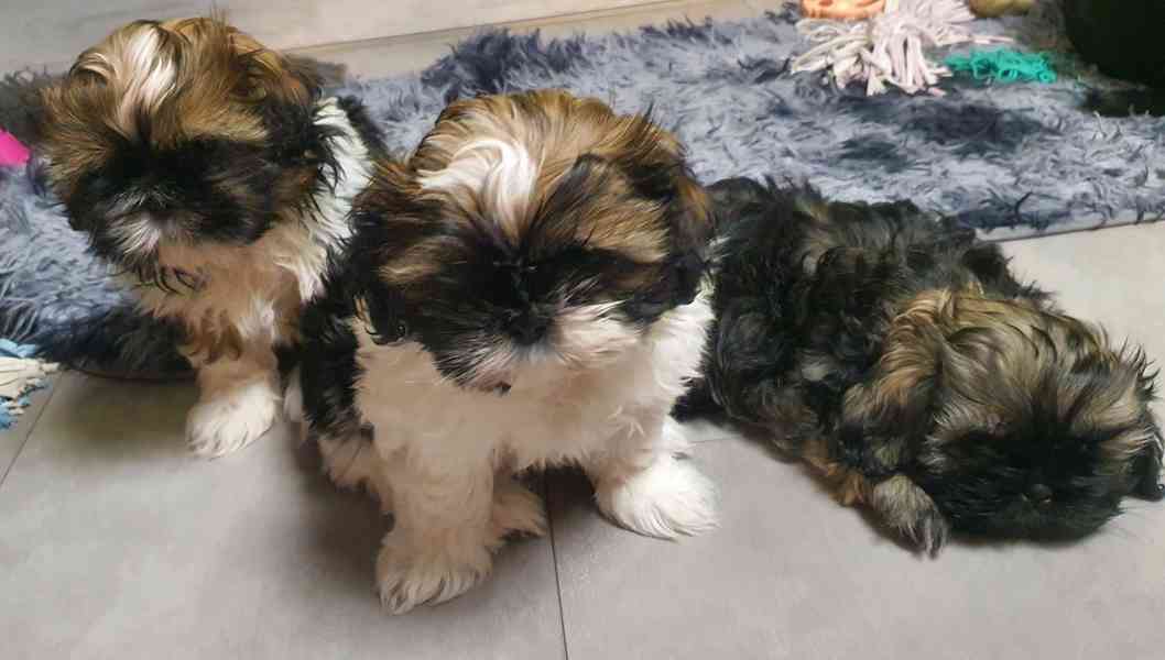 Roztomilá štěňátka shih-tzu hledají nový domov  - foto 14