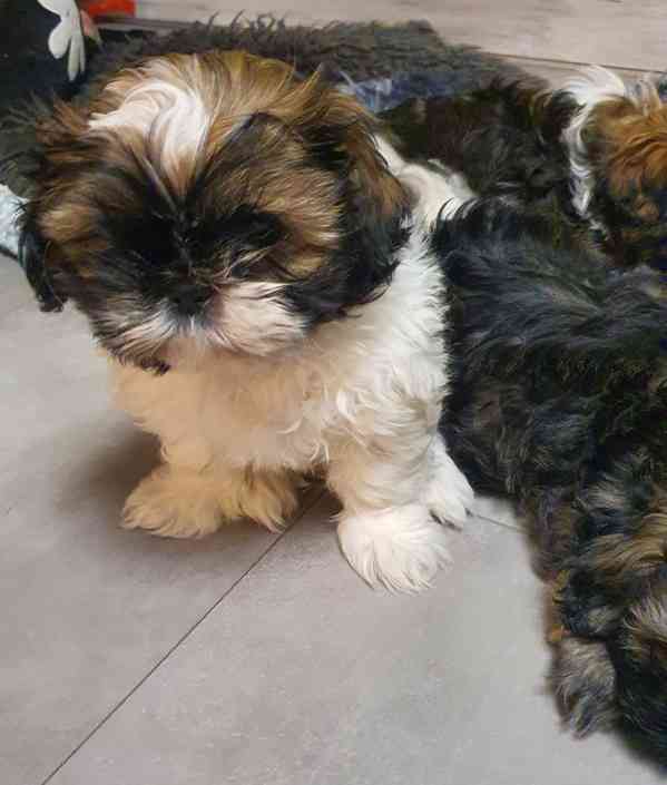 Roztomilá štěňátka shih-tzu hledají nový domov  - foto 16