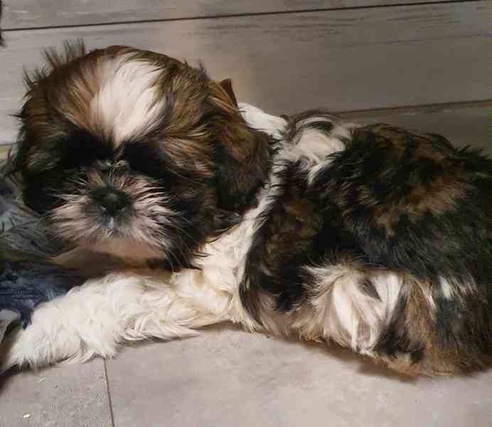 Roztomilá štěňátka shih-tzu hledají nový domov  - foto 7