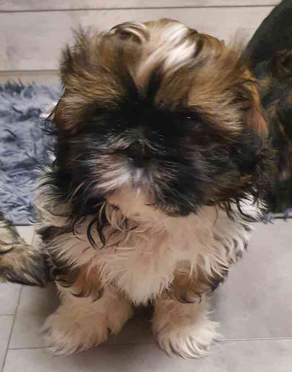 Roztomilá štěňátka shih-tzu hledají nový domov  - foto 5