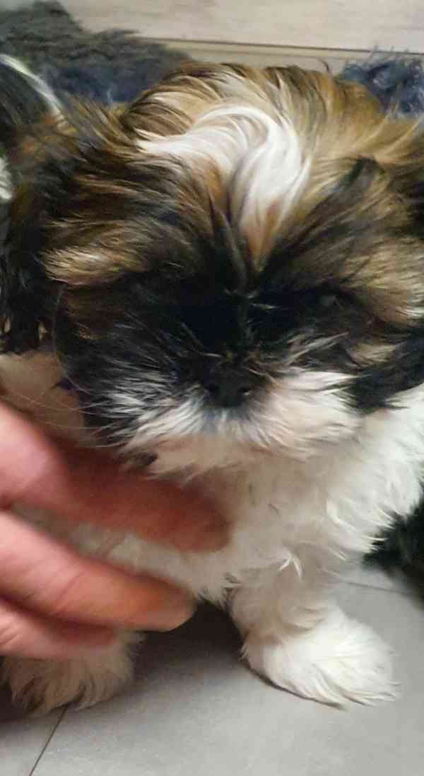 Roztomilá štěňátka shih-tzu hledají nový domov  - foto 13