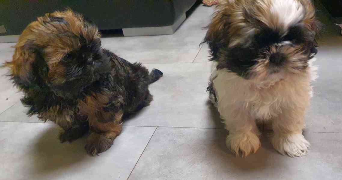 Roztomilá štěňátka shih-tzu hledají nový domov  - foto 11