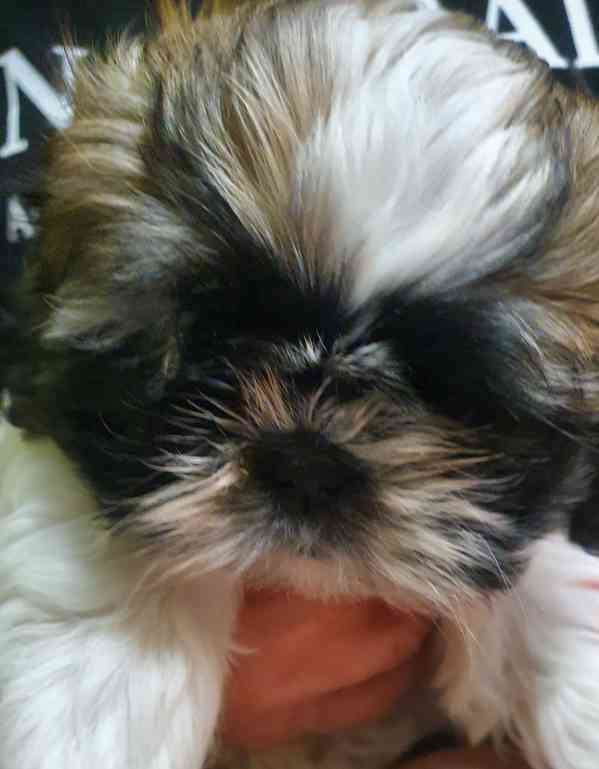 Roztomilá štěňátka shih-tzu hledají nový domov  - foto 3