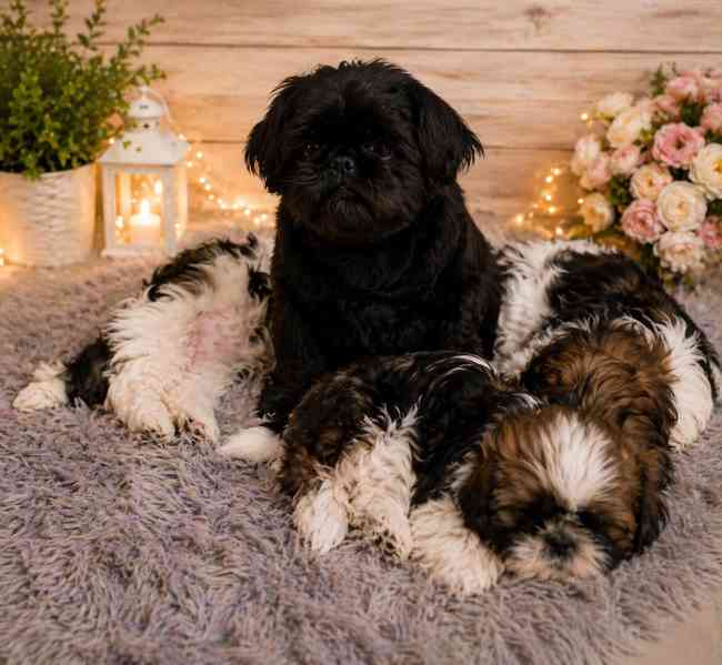 Roztomilá štěňátka shih-tzu hledají nový domov  - foto 2