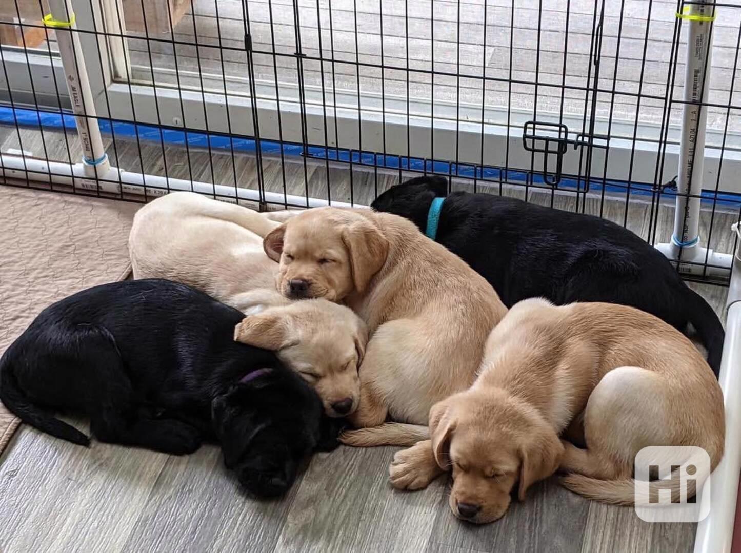 Prodám labradorského retrívra - foto 1