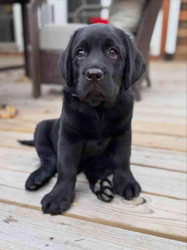Prodám labradorského retrívra - foto 2