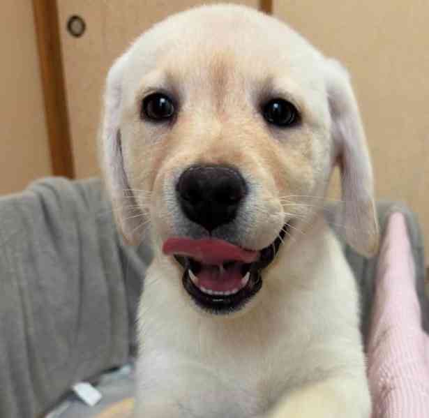 Prodám labradorského retrívra - foto 3