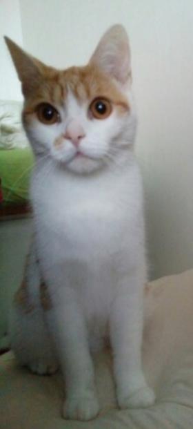 Rezavo-bílá kočička - foto 1
