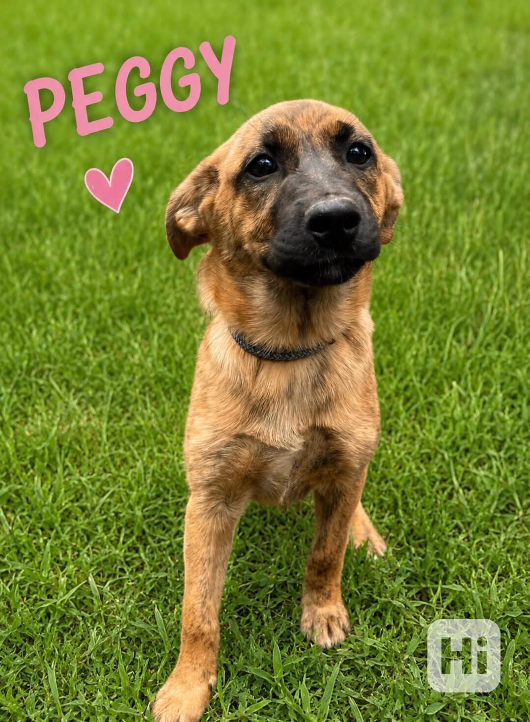 PEGGY - štěňátko, 3 měsíce  - foto 1