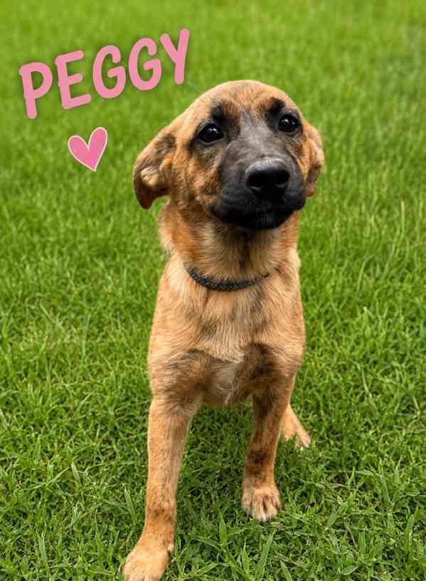 PEGGY - štěňátko, 3 měsíce  - foto 1