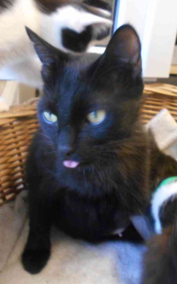 Milá, hodná 2letá černá kočička Líza II.  - foto 8