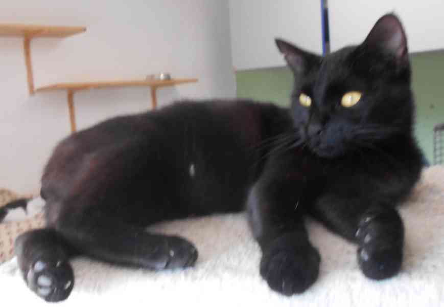 Milá, hodná 2letá černá kočička Líza II.  - foto 6