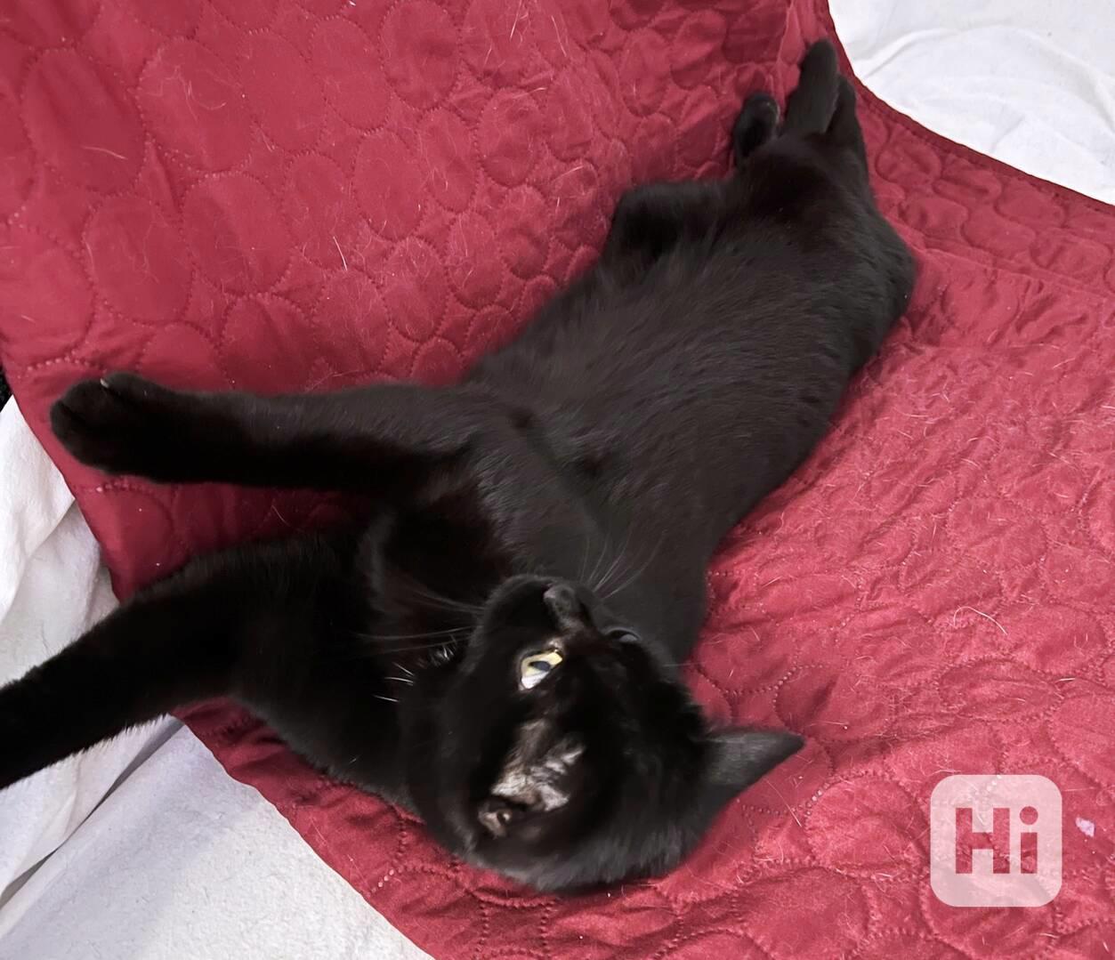Hledáme milující domov pro černou kočičku Sisi - foto 1