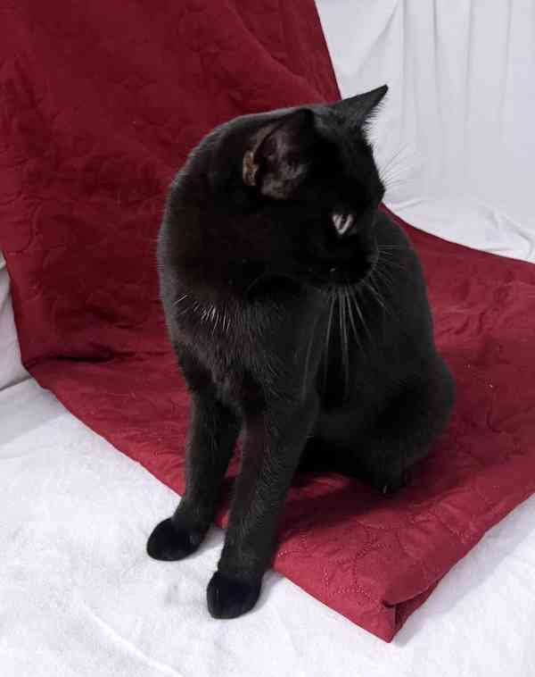 Hledáme milující domov pro černou kočičku Sisi - foto 3