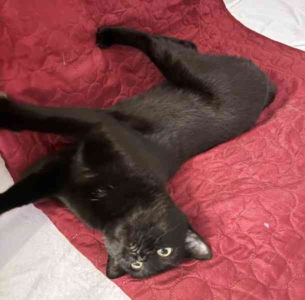 Hledáme milující domov pro černou kočičku Sisi - foto 4