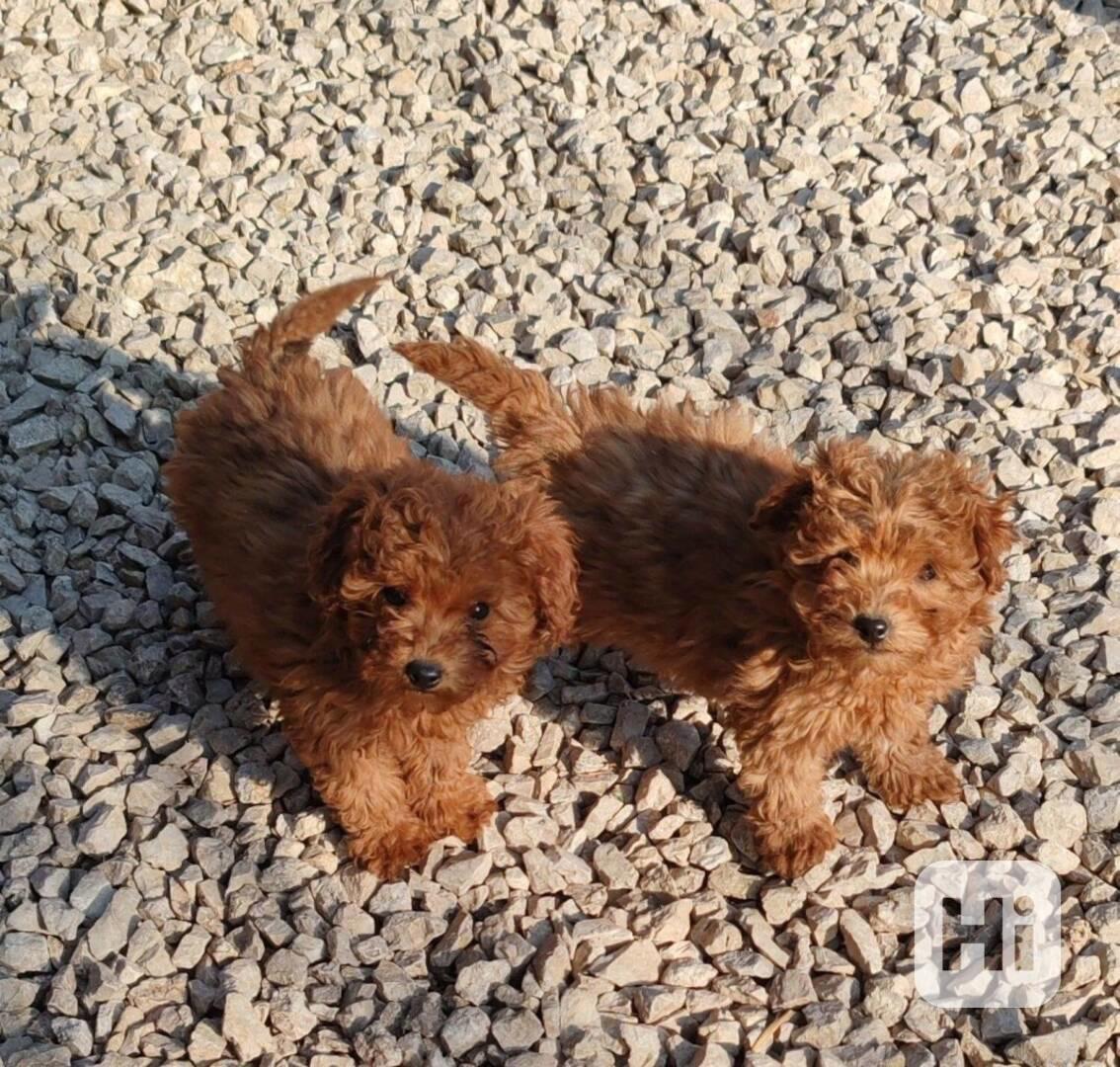 Krásné štěně pudla - foto 1