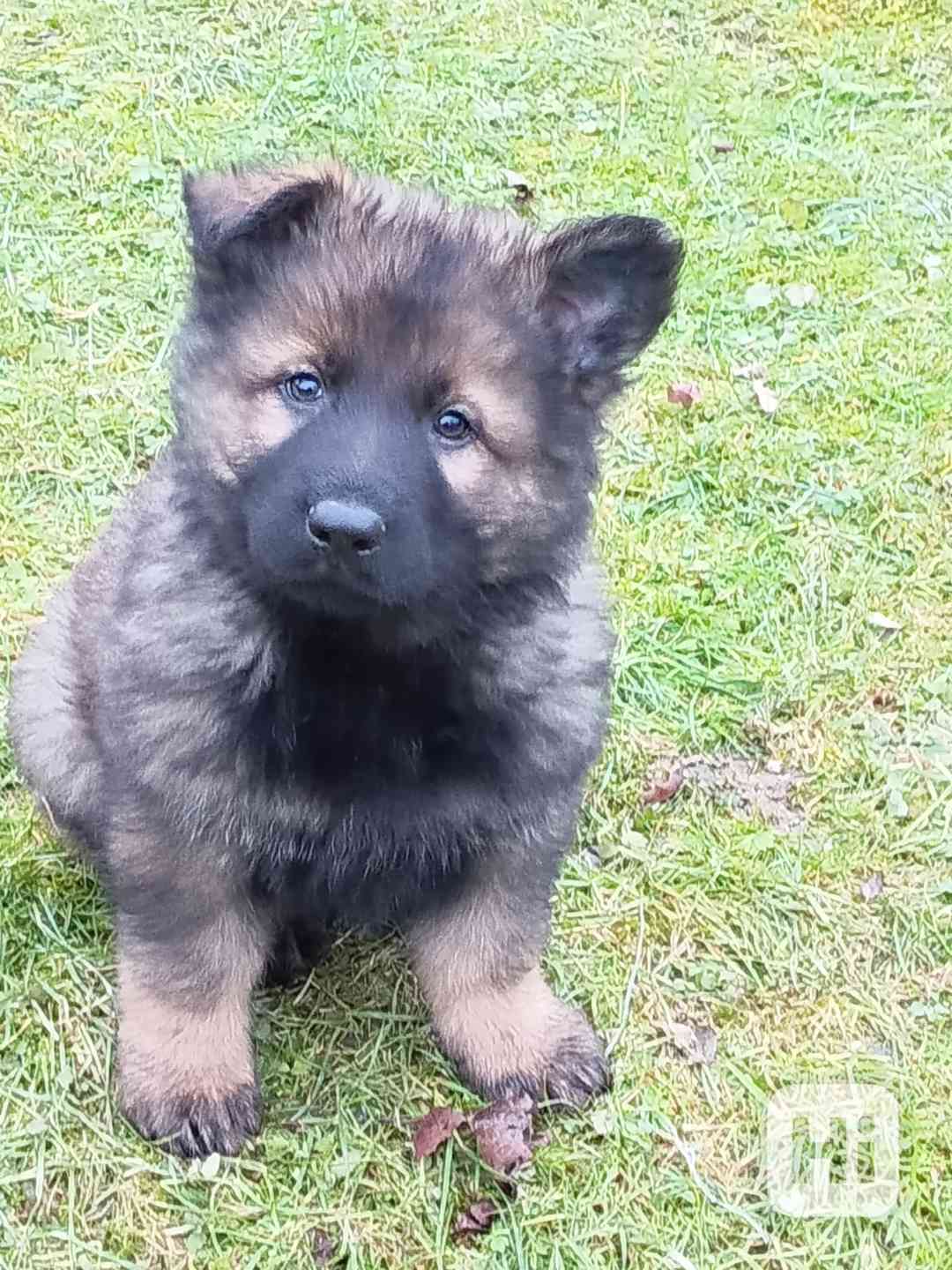 Štěně něm.ovčáka s PP - foto 1