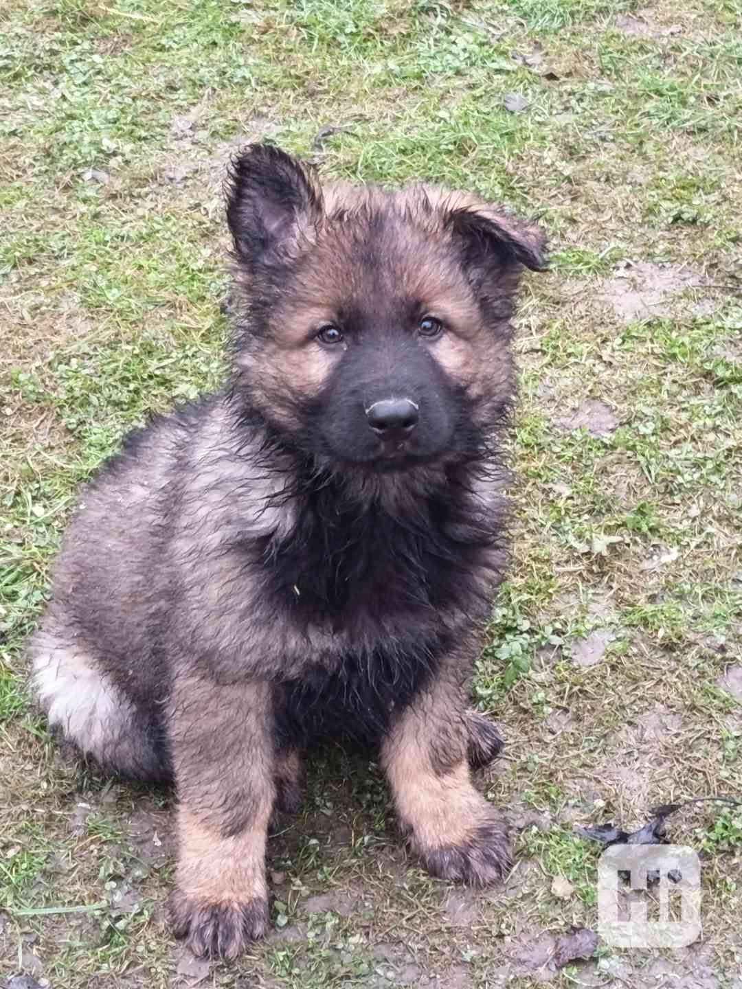 Štěně něm.ovčáka s PP - foto 1