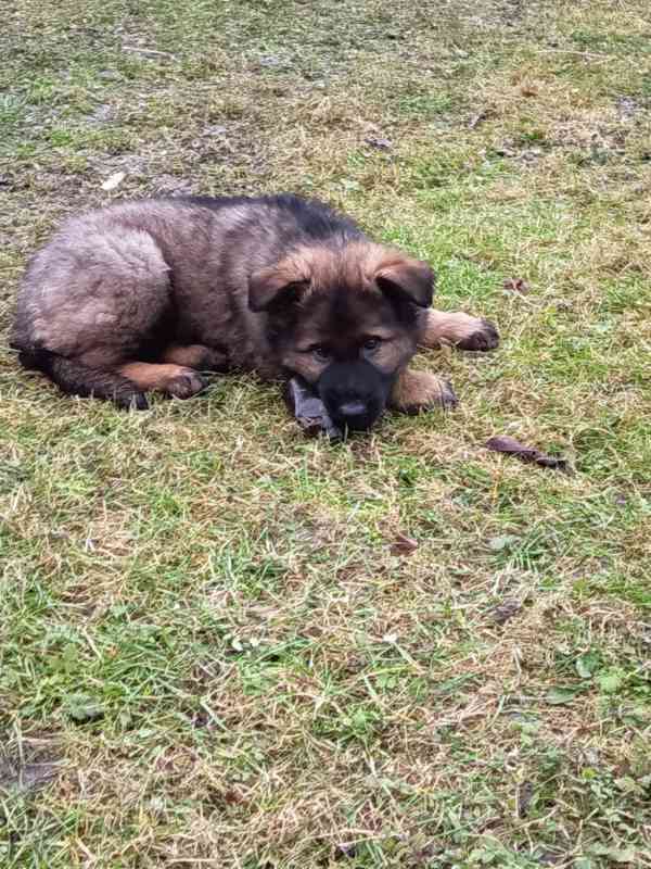 Štěně něm.ovčáka s PP - foto 2