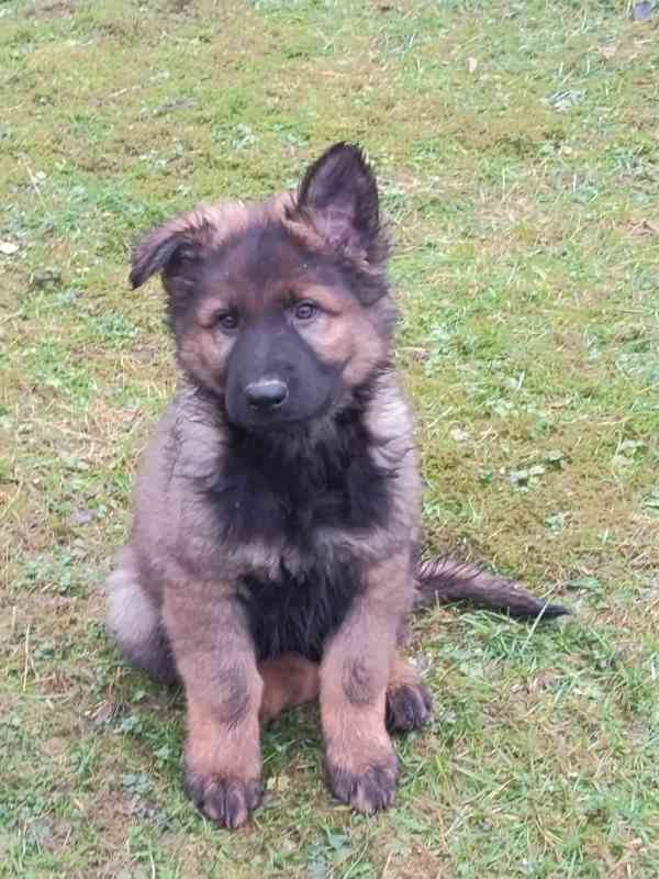 Štěně něm.ovčáka s PP - foto 2