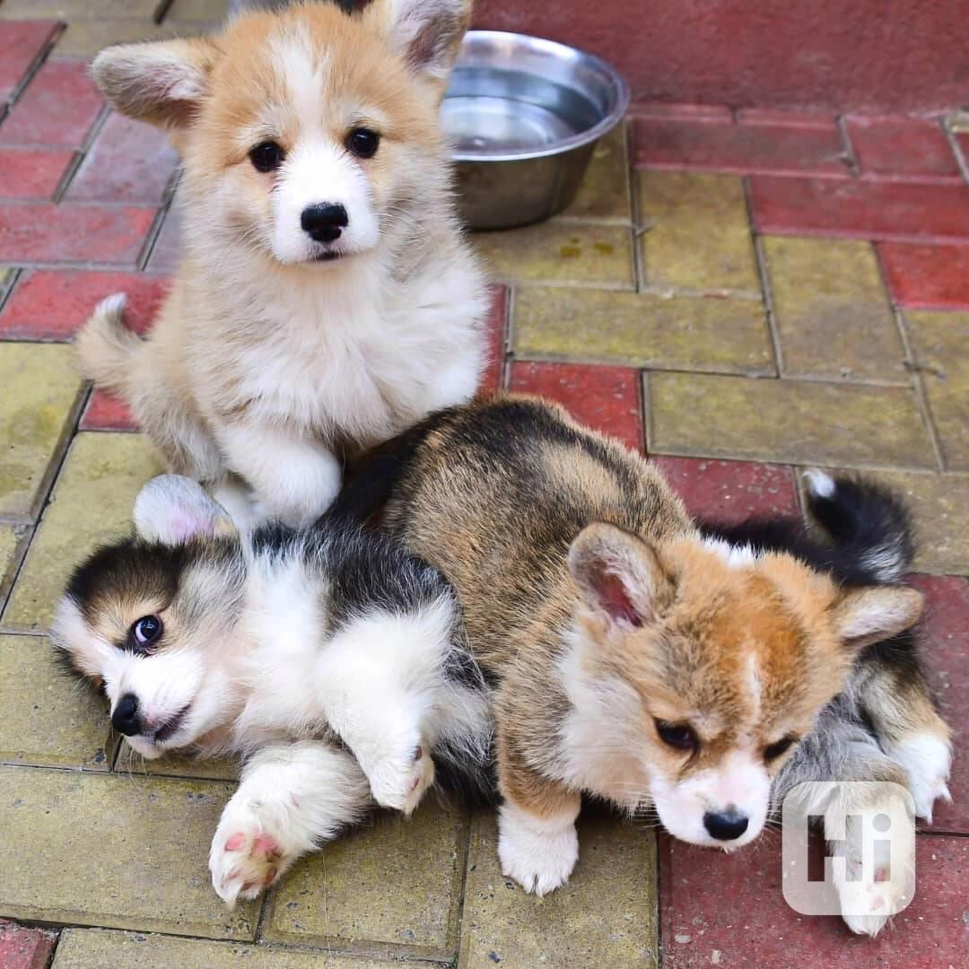 🐾👑 Krásná štěňata velšského corgi pembroke k dispozici! - foto 1