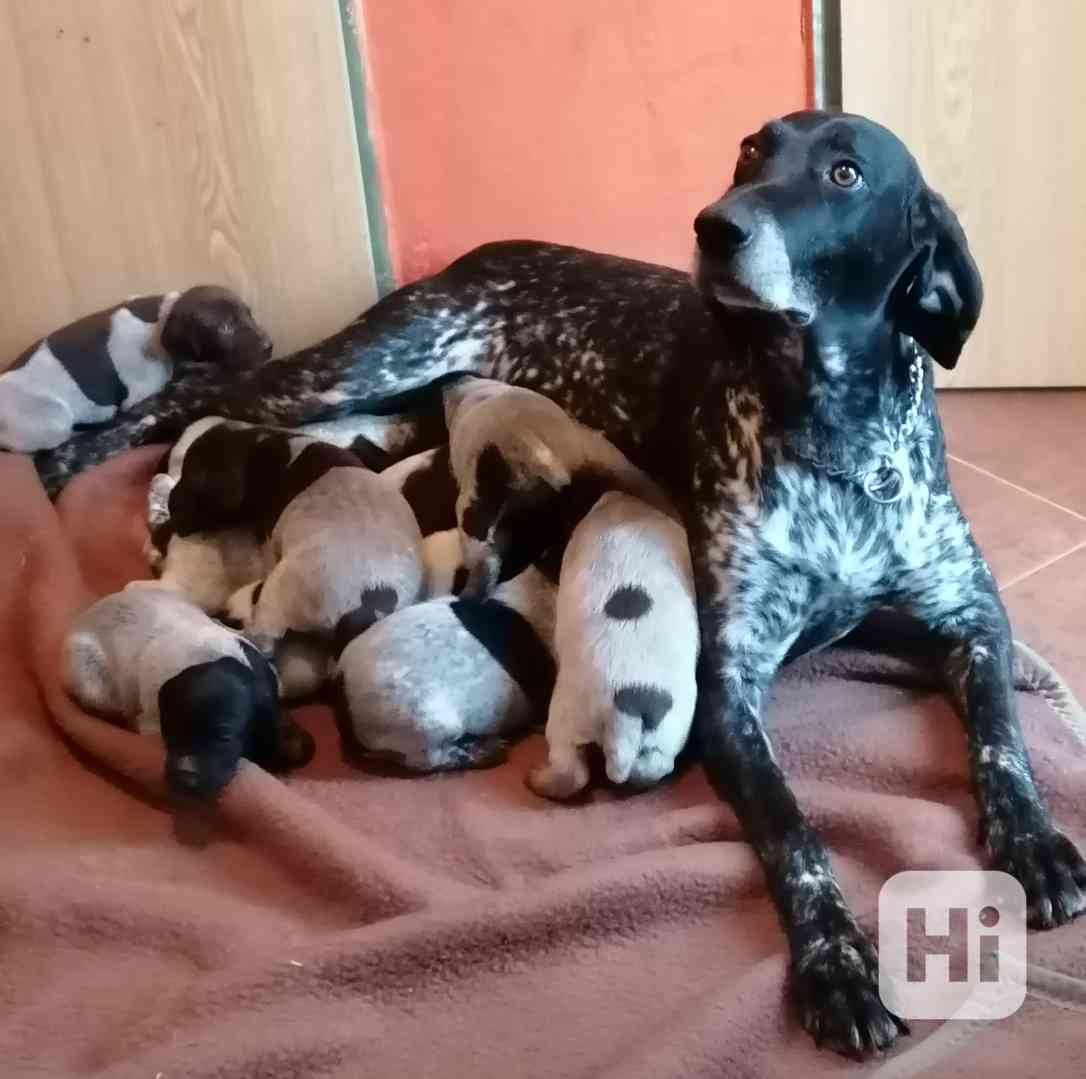 Štěňata NKO  - foto 1