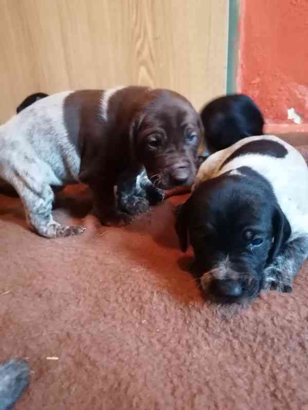 Štěňata NKO  - foto 3