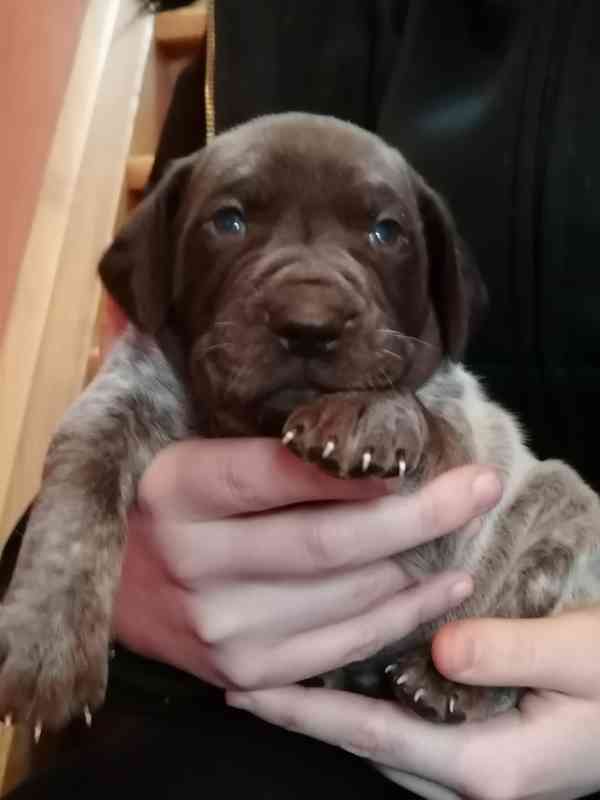 Štěňata NKO  - foto 4