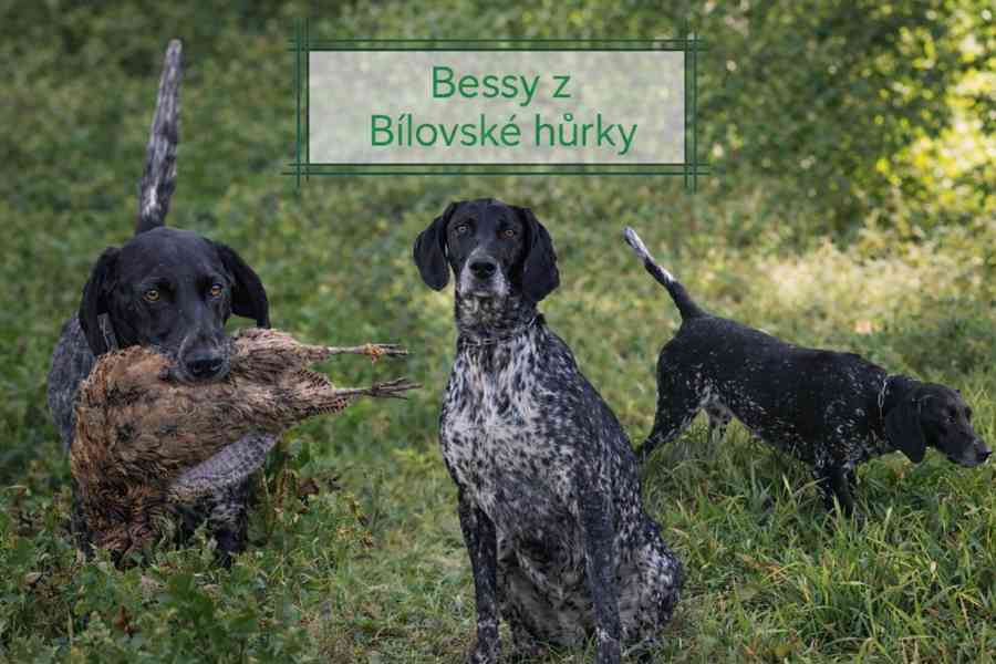 Štěňata NKO  - foto 7