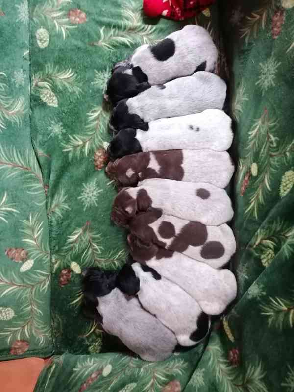 Štěňata NKO  - foto 6