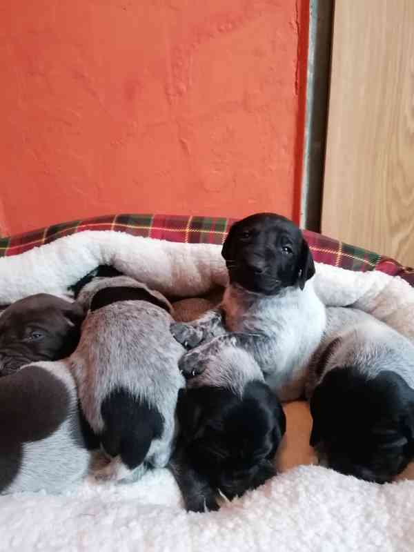 Štěňata NKO  - foto 2