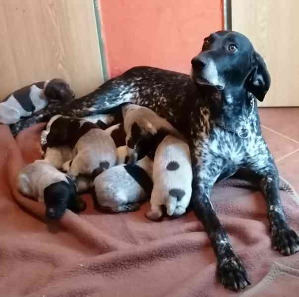 Štěňata NKO  - foto 1