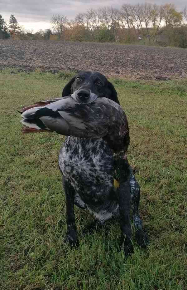 Štěňata NKO  - foto 9