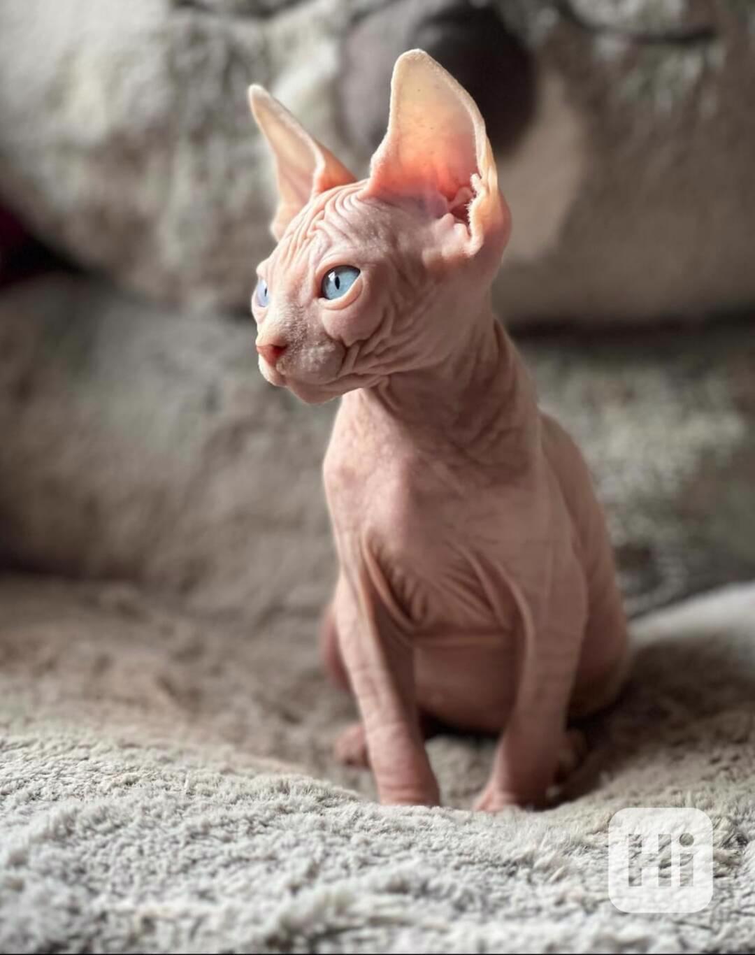 Koťata Sphynx - foto 1
