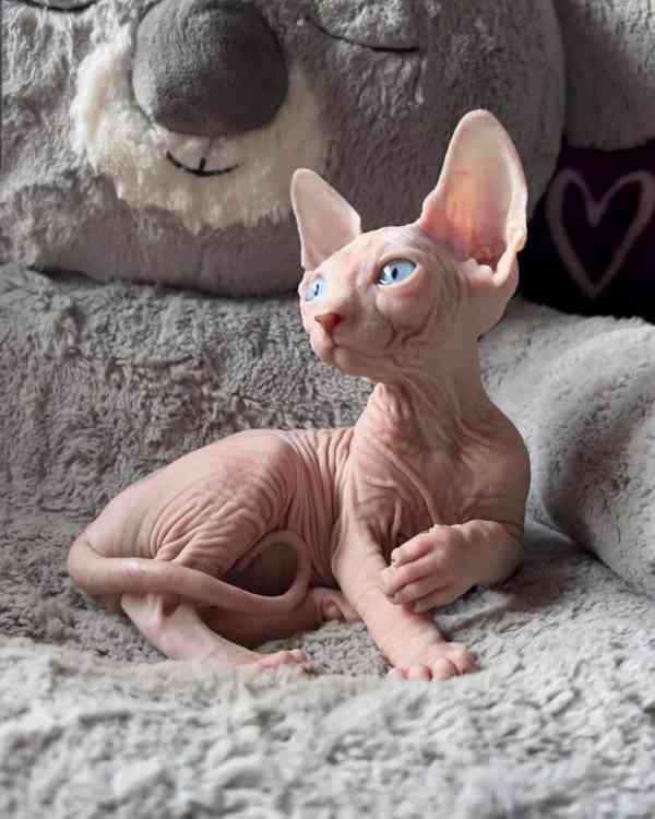 Koťata Sphynx - foto 2