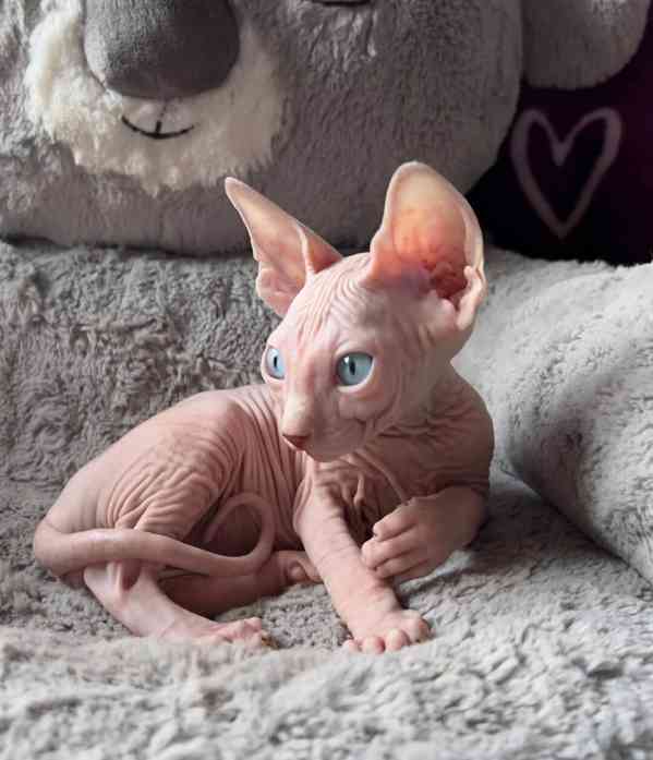 Koťata Sphynx - foto 3